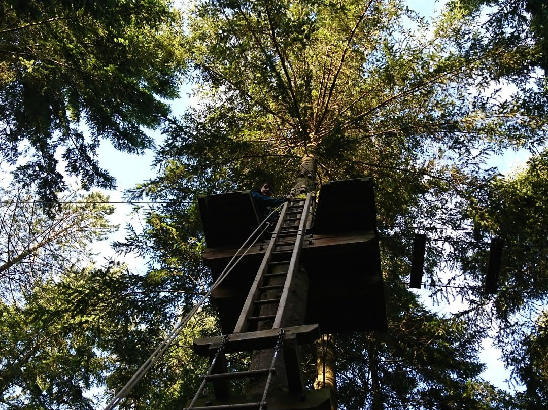 Go Ape Wyre景点图片