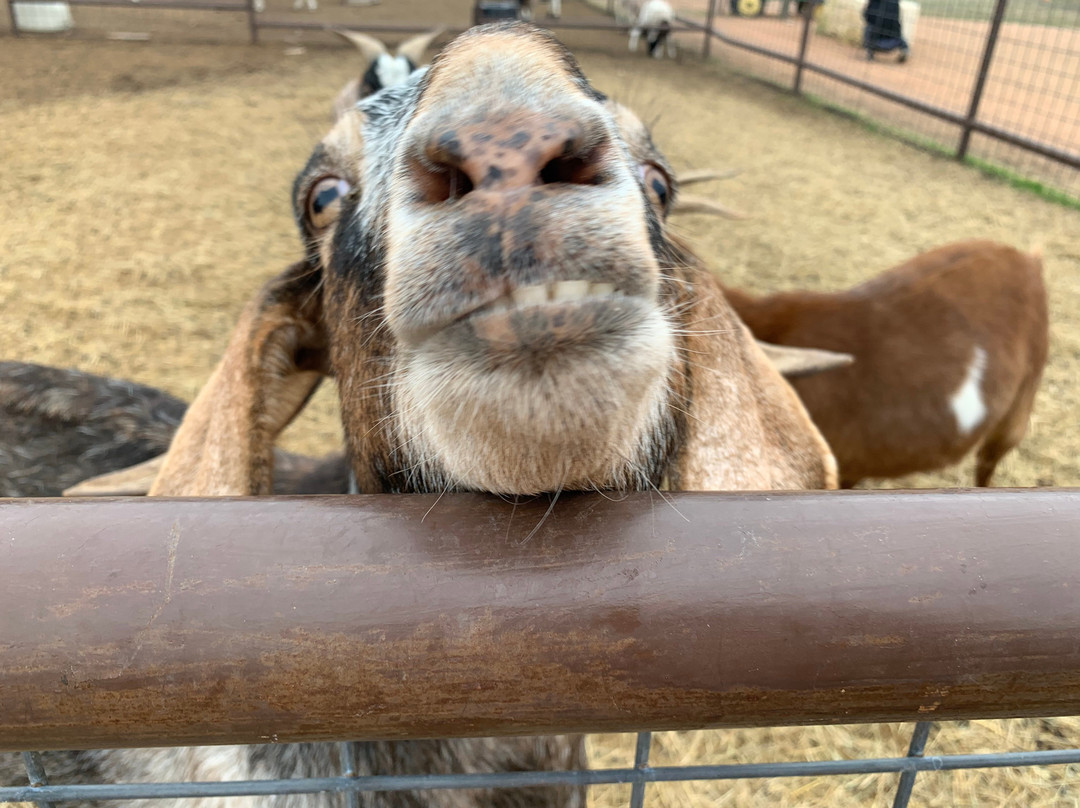 Preston Trail Farms-Gunter必去景点