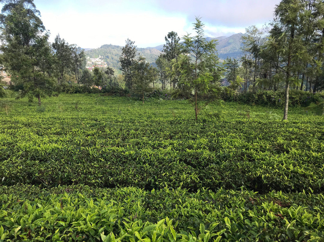 Trilan Cottages主图