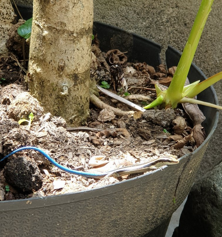 Riana Guest House主图