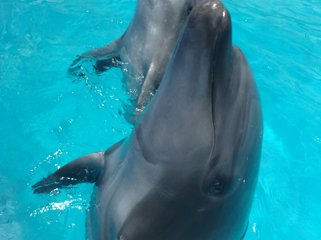 Muroto Dolphins Center-室户市必去景点