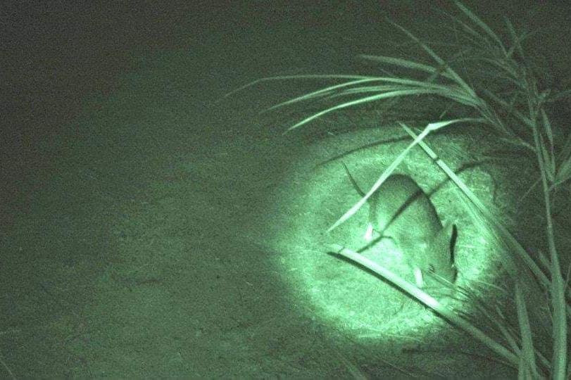 Magnetic Island Night Vision Tours-Magnetic Island必去景点