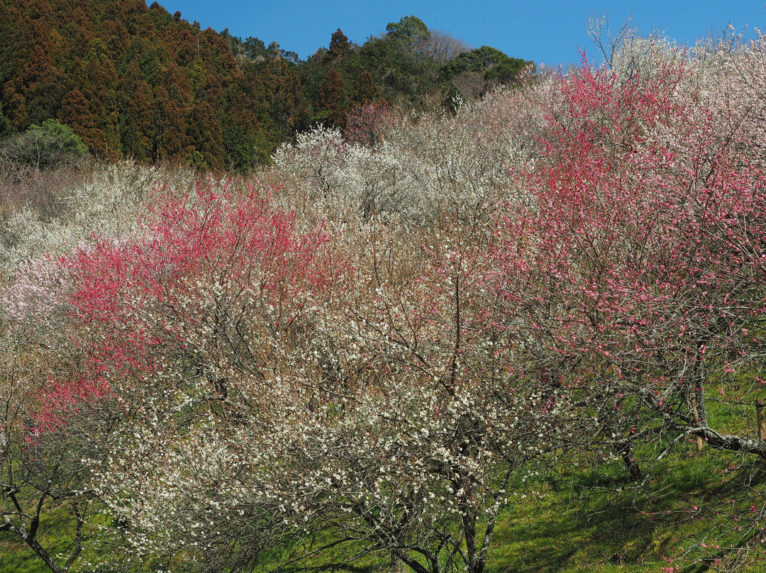 Kogezawa Plum Grove景点图片