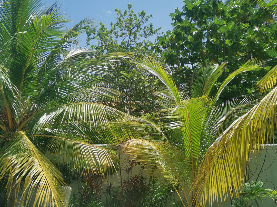 Maclura Residence主图