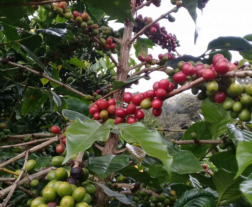 Coffee Tasting Adventure景点图片