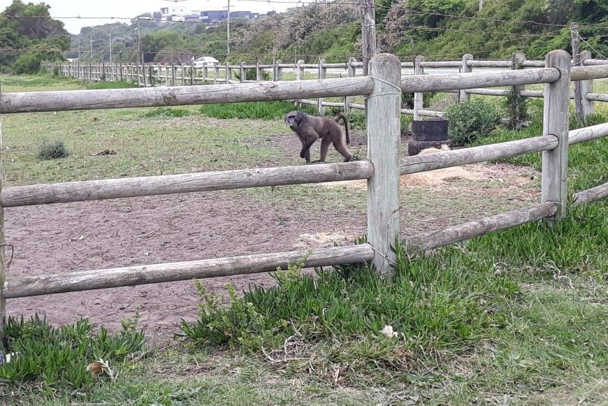 K-Rides Equine Education And Energy Centre景点图片