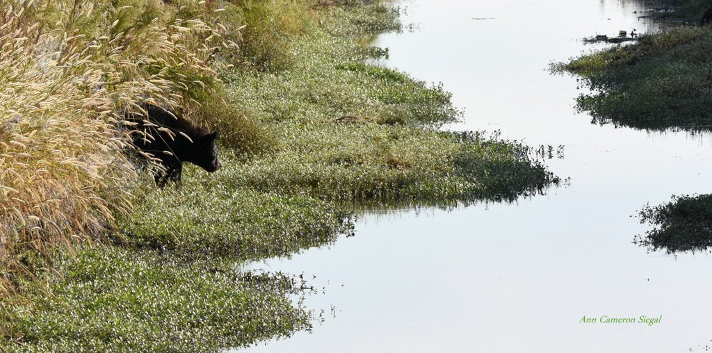 Alligator River National Wildlife Refuge景点图片