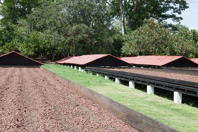 El Sendero del Cacao景点图片
