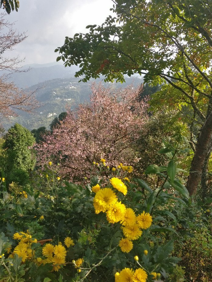 Somerset Lodge-官方