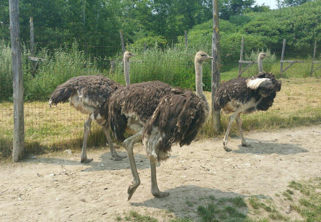 Saint-Eustache旅游景点-Nid'Otruche