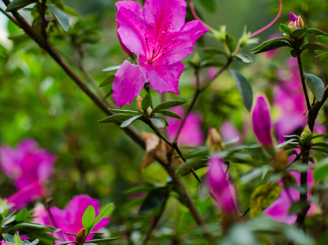 Rose Garden-亚尔考德必去景点