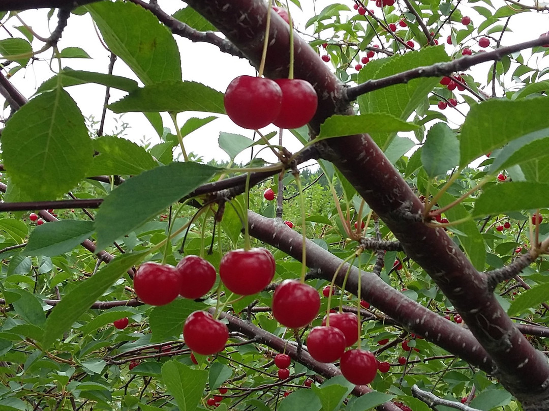Cherry Lane Orchards
