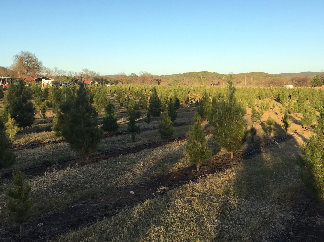 Pipe Creek Tree Farm & Pumpkin Patch