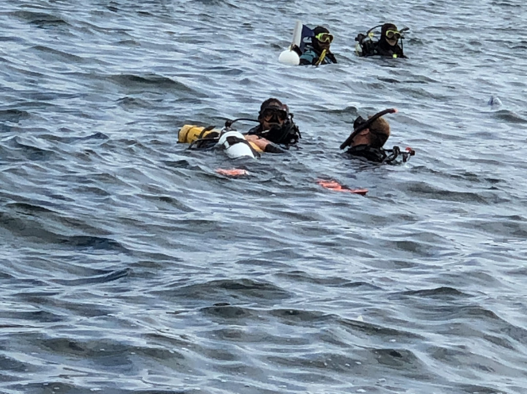 Sydney Dive Safari景点图片