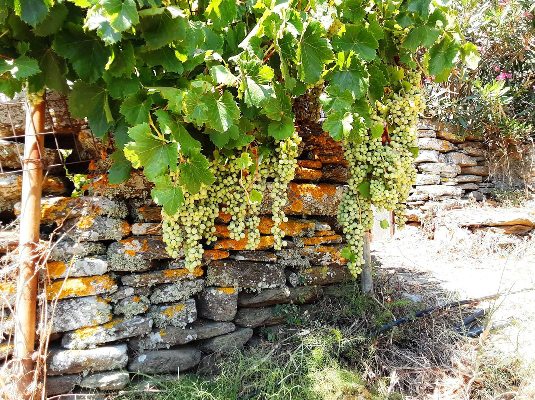 The Wine Connoisseurs-帕特雷必去景点