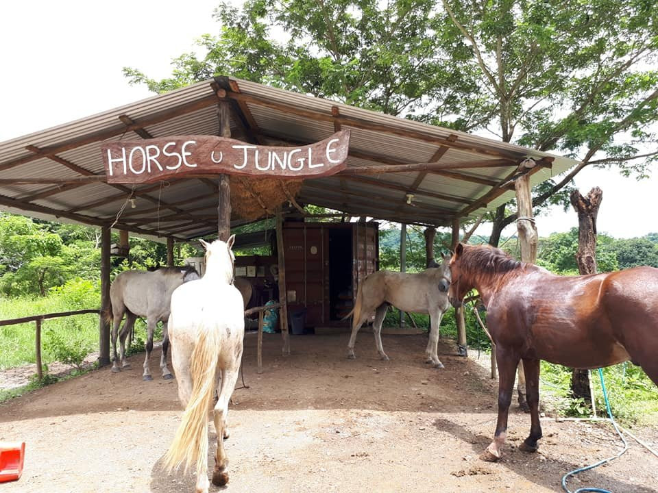 Horse Jungle景点图片