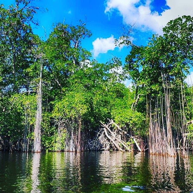Buttonwood JA - Tours-瑰宝滩必去景点