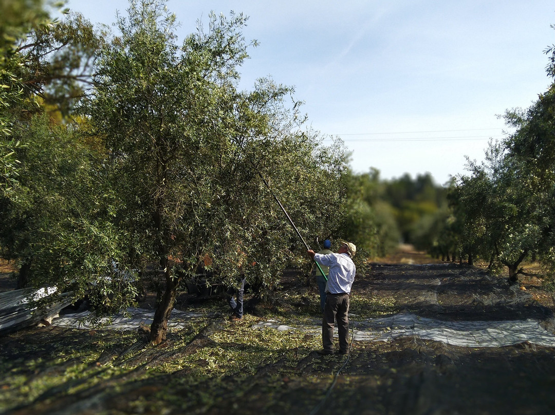 Azeite Casa Anadia - Olive Oil & Tours景点图片