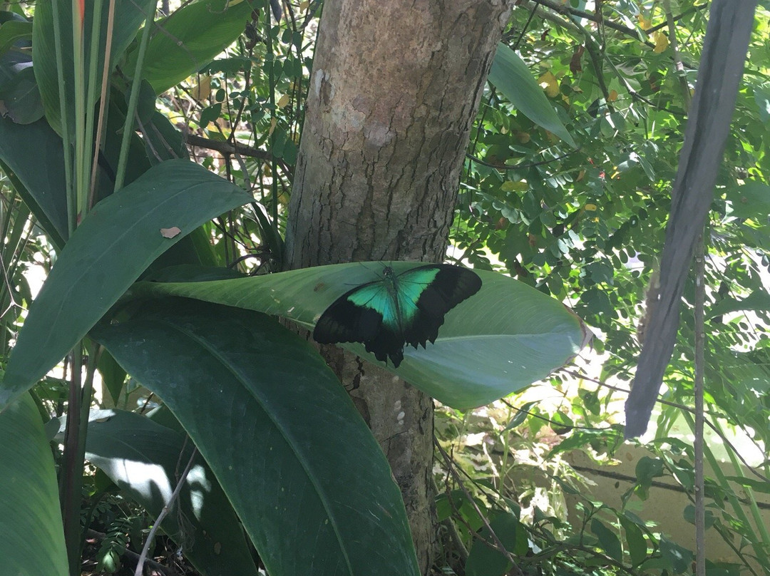 Balitopia Butterfly Park景点图片
