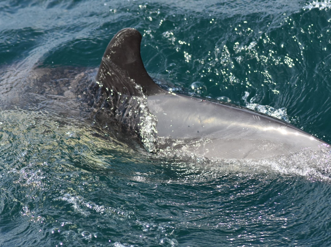 Dolphin Safari景点图片