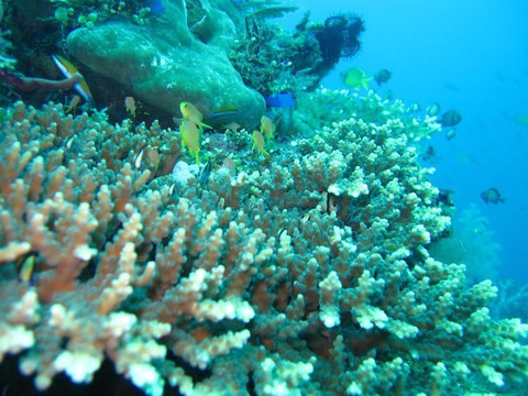 巴厘岛潜水-沙努尔必去景点