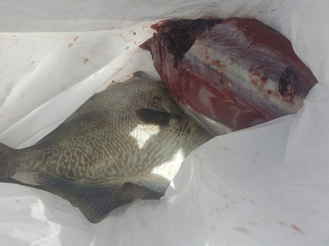 TAMBO Fishing-洛斯·吉甘特斯必去景点