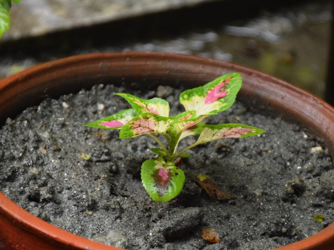 Oasis Kathmandu Hotel主图