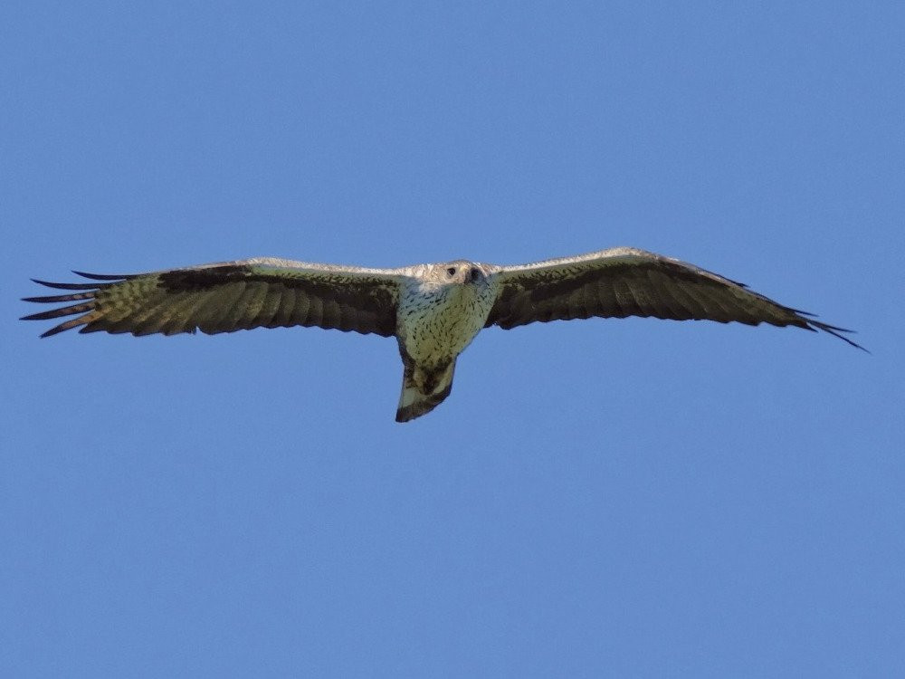 Birding Languedoc景点图片