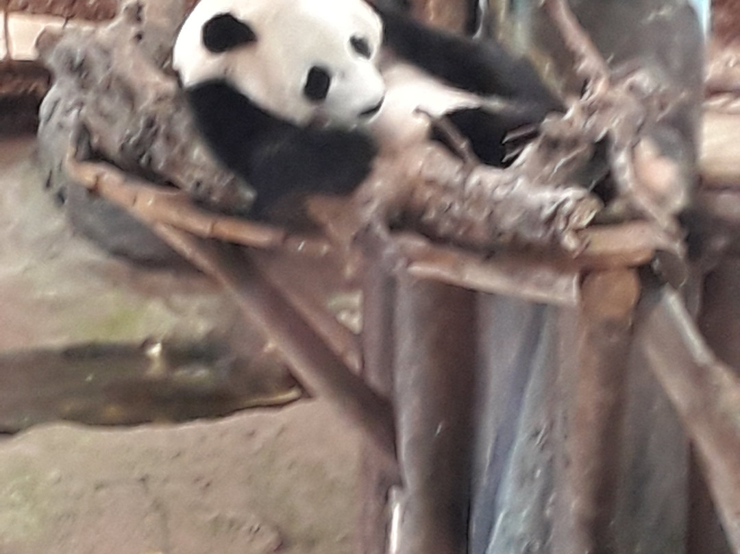 Ouwehands Zoo Rhenen-Rhenen必去景点