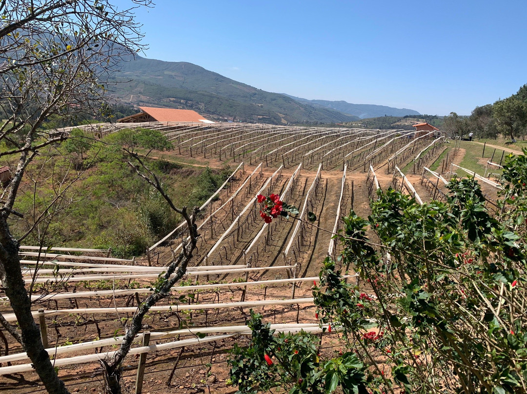 Vinos 1750 - Uvairenda Bodega & Vinedos-Samaipata必去景点