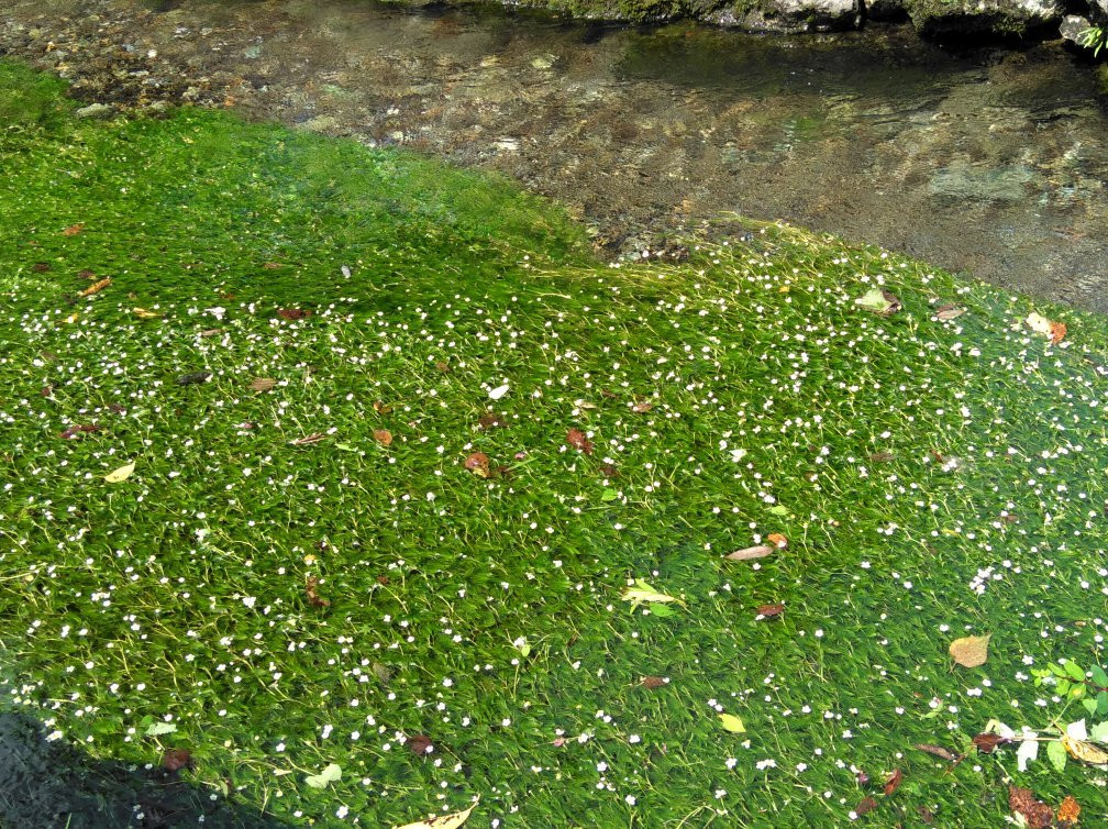 Jizo River-米原市必去景点