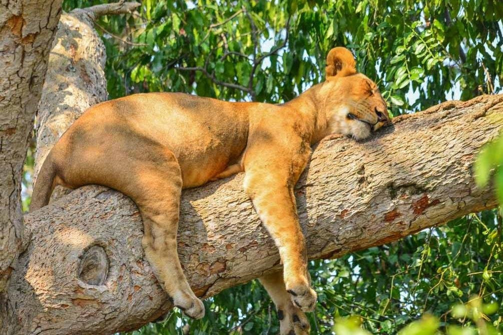 Bigfoot Adventures-Kasese必去景点