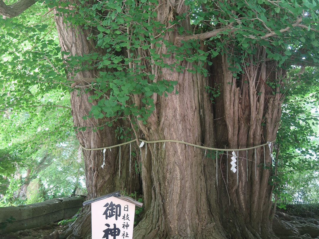 Large Ginkgo Tree in Yamadera景点图片