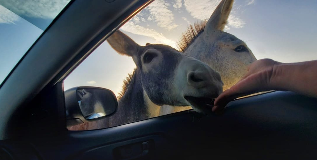 Seroe Colorado-奥腊涅斯塔德必去景点