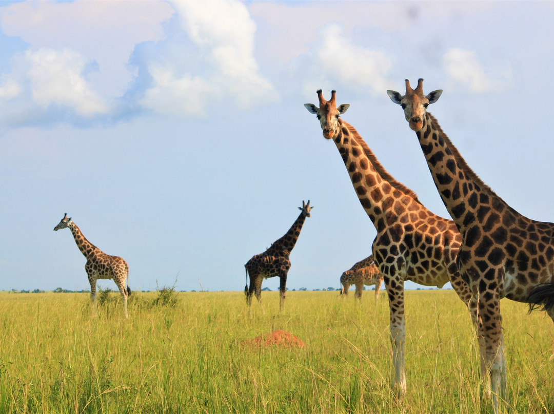 Watalii Safaris-坎帕拉必去景点