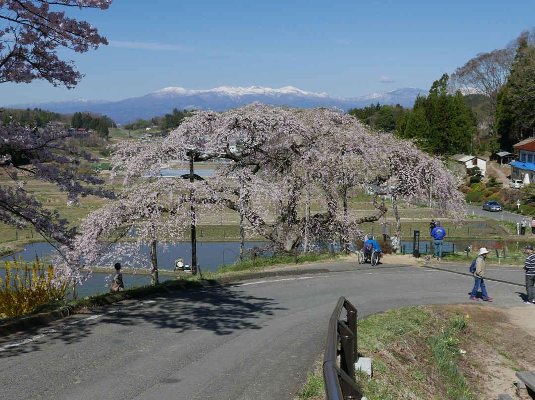 Jizozakura of Nakajima景点图片