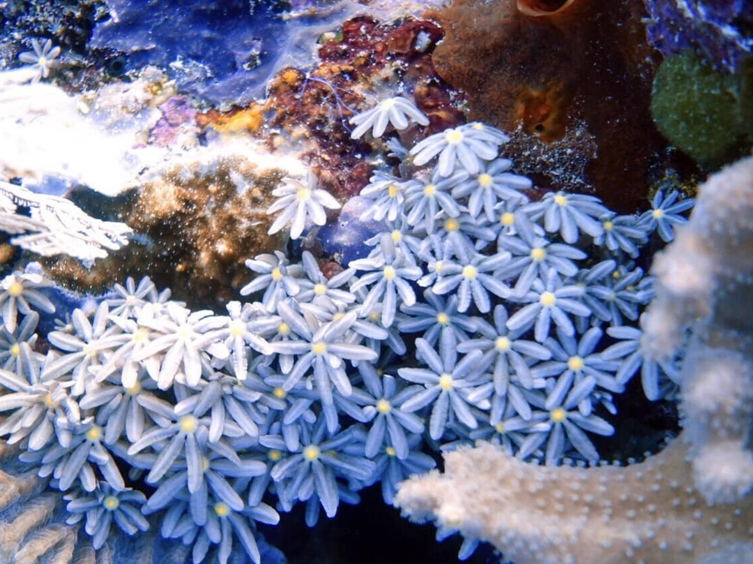 OCEAN BANANA KOMODO海洋香蕉-科莫多必去景点