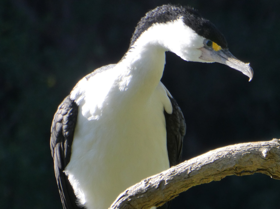 Panmure Basin-Panmure必去景点