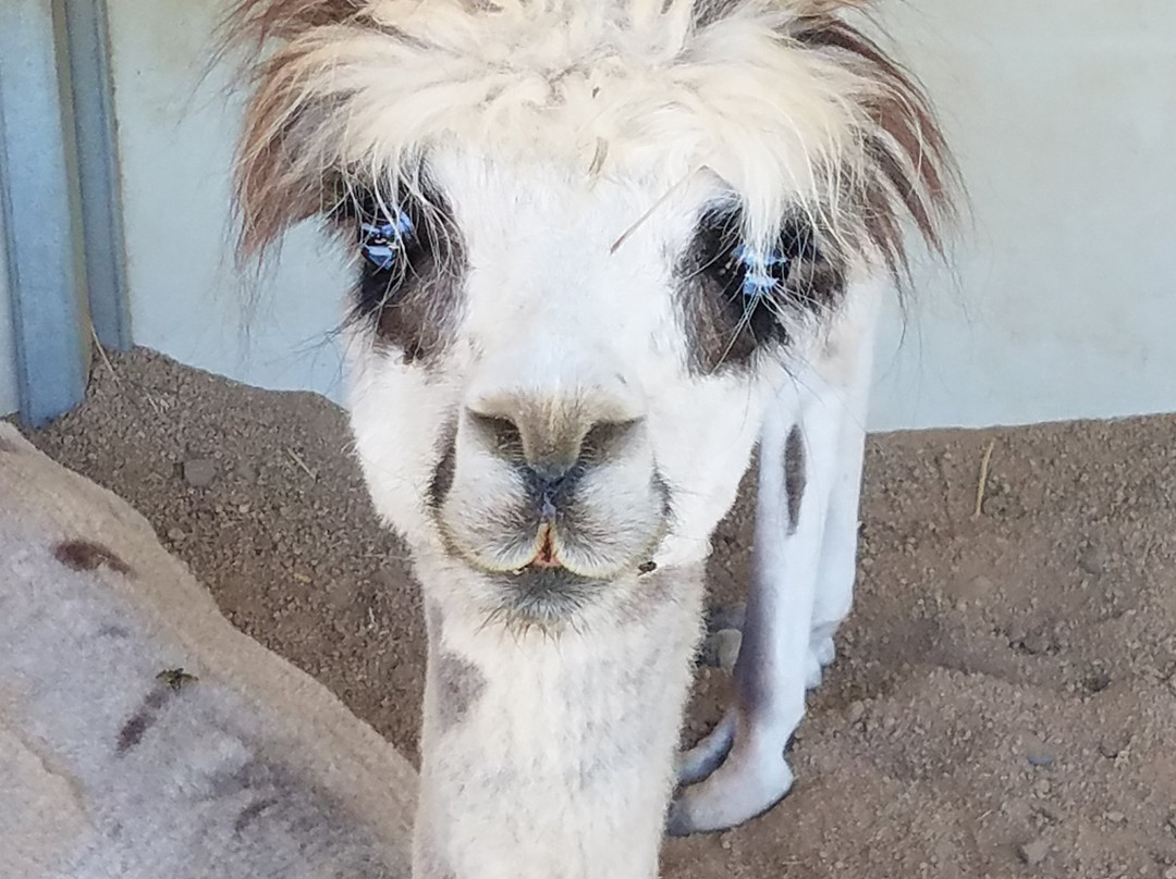 Retiredice Alpacas景点图片