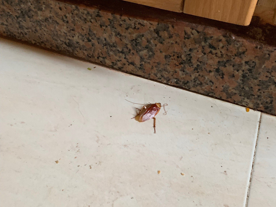 穆罕默迪耶大西洋花园酒店