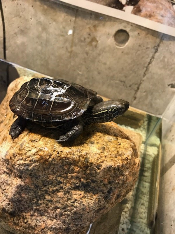 Hiwasa Chelonian Museum Caretta-美波町必去景点