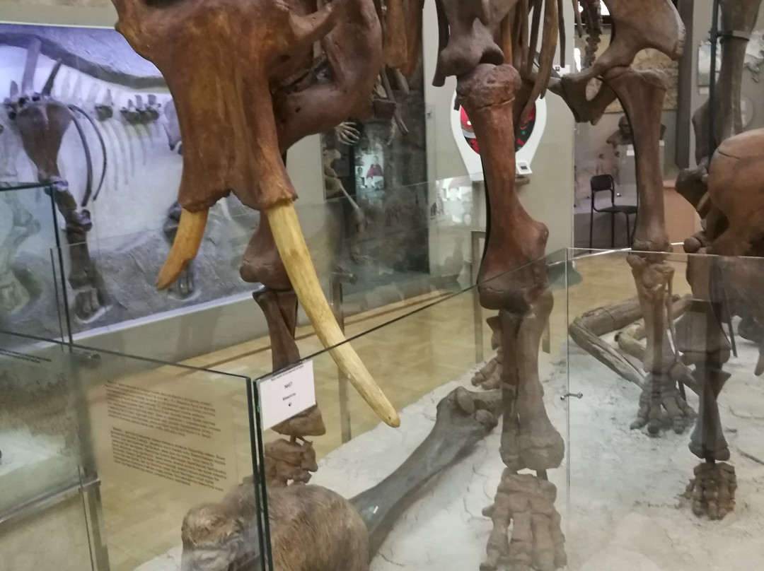 Natural History of Tatarstan Museum-喀山必去景点