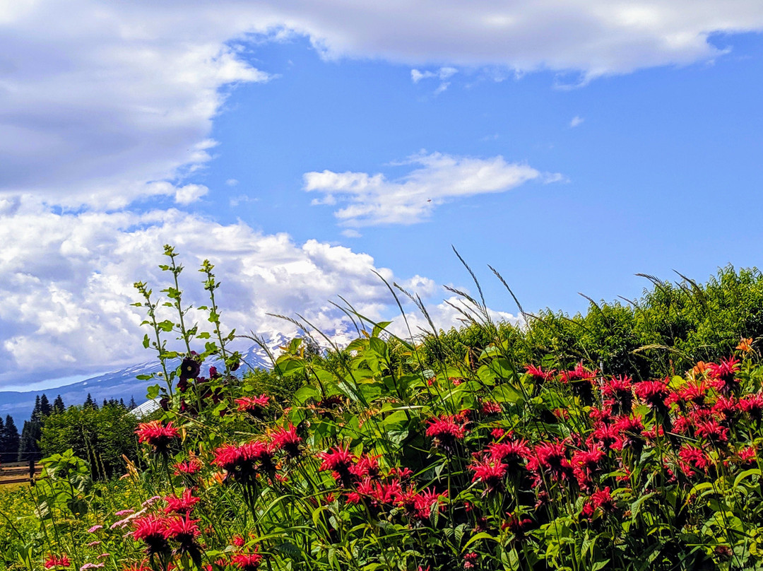 Endless Oregon Tours-波特兰必去景点