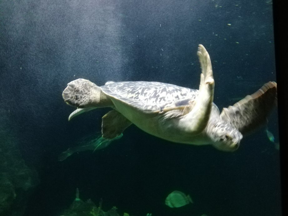 Acquario di Livorno景点图片