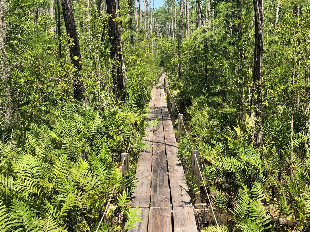 Okefenokee Swamp Park景点图片