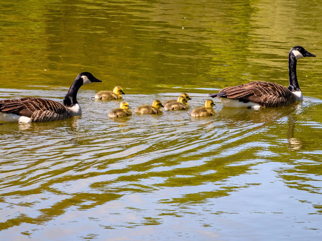 Acton Park景点图片