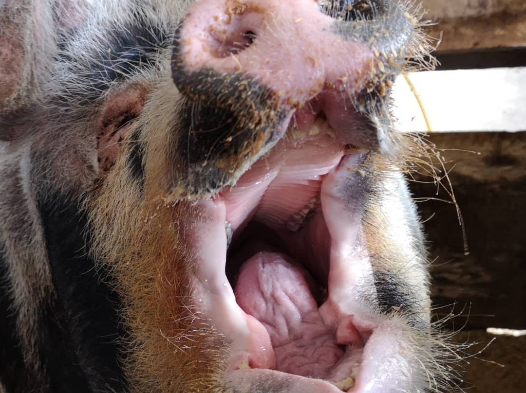 Holar Farm-布扎达吕尔必去景点