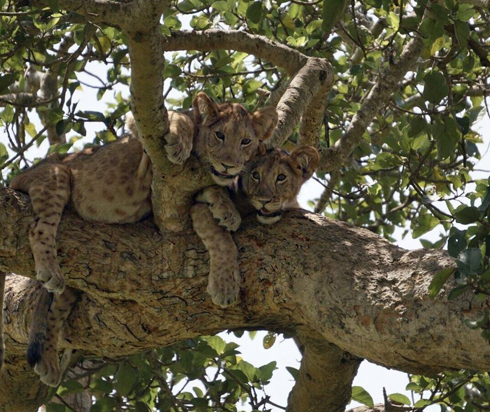 Wild Jungle Trails-恩德培必去景点