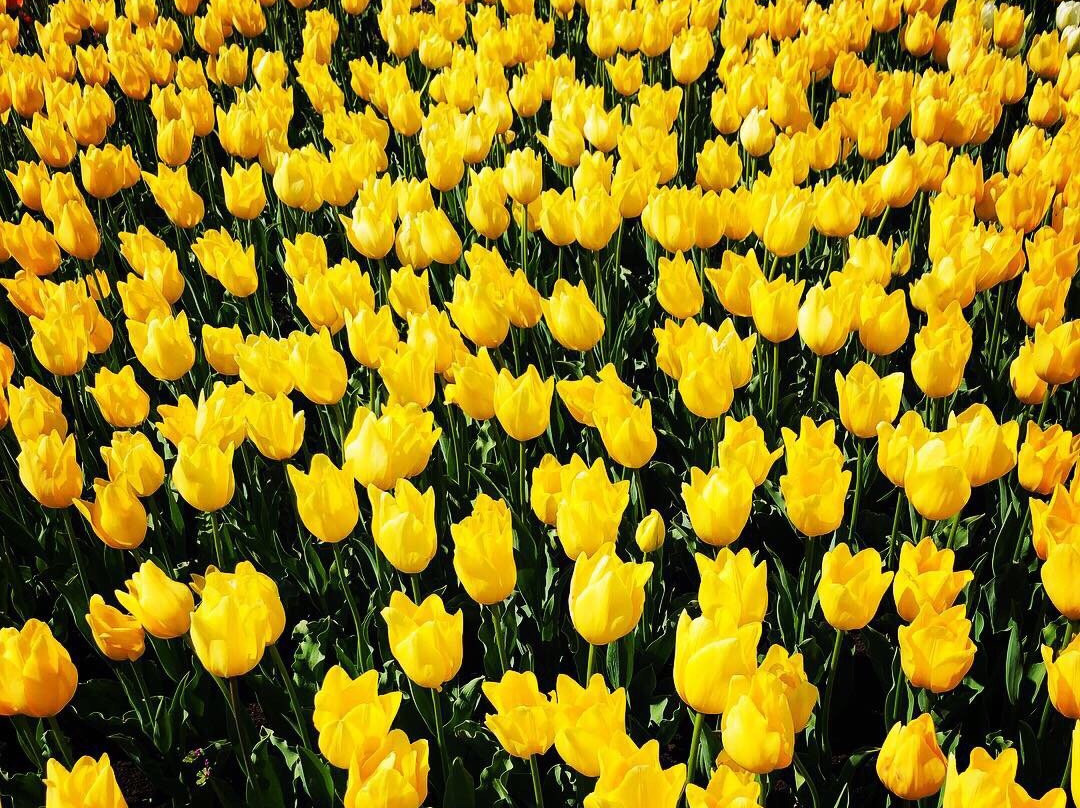 Sakura Tulip Festa-佐仓市必去景点