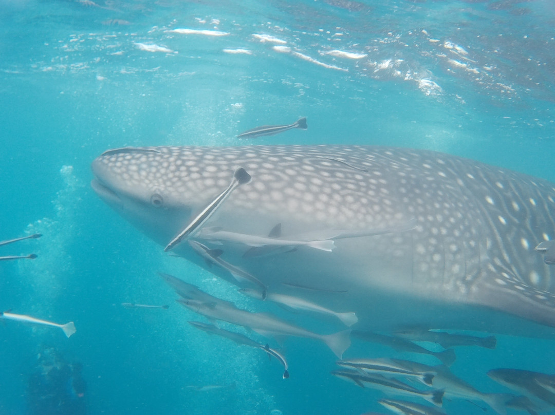 Premier Marine & Scuba Centre-古晋必去景点